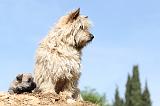 CAIRN TERRIER 156